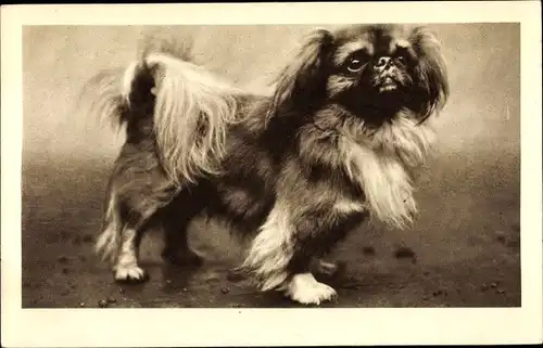 Ak Pekingese, Hundeportrait