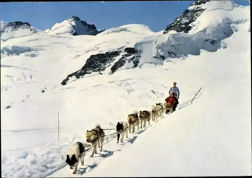 Ak Polarhunde, Huskys, Schlittengespann, Jungfraujoch