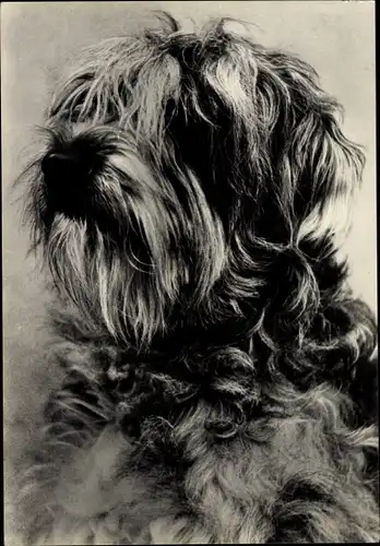 Ak Yorkshire Terrier Hund, Portrait