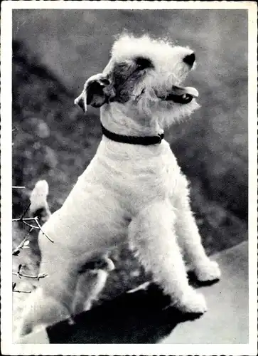 Ak Terrier Hund, Portrait