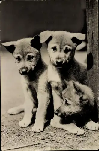 Ak Husky Hunde Welpen, Portrait