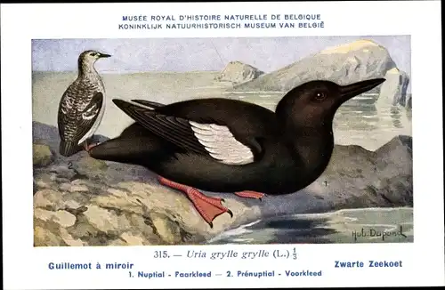 Künstler Ak Dupond, Hub., Guillemot a miroir, Zwarte Zeekoet, Nr. 315