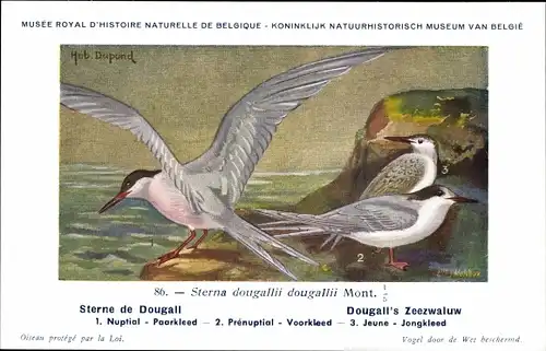 Künstler Ak Dupond, Hub., Sterne de Dougall, Dougall's Zeezwaluw, Nr. 86