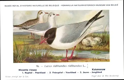 Künstler Ak Dupond, Hub., Mouette rieuse, Kokmeeuw, Nr. 96
