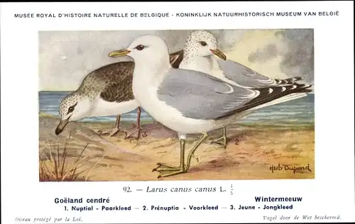 Künstler Ak Dupond, Hub., Goeland cendre, Wintermeeuw, Nr. 92