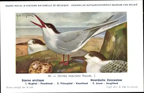Künstler Ak Dupond, Hub., Sterne artique, Noordsche Zeezwaluw, Nr. 85