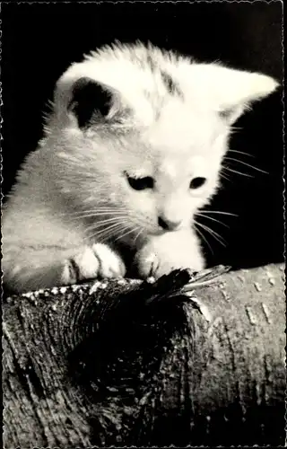 Ak Kleine weiße Katze mit kurzem Fell