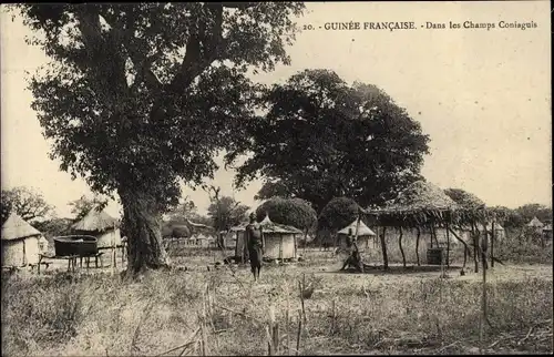 Ak Guinee Francaise, Dans les Champs Coniaguis