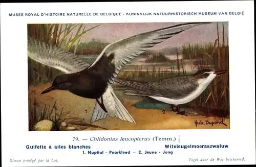 Künstler Ak Dupond, Hub., Guifette a ailes blanches, Witvleugelmoeraszwaluw, Nr. 79