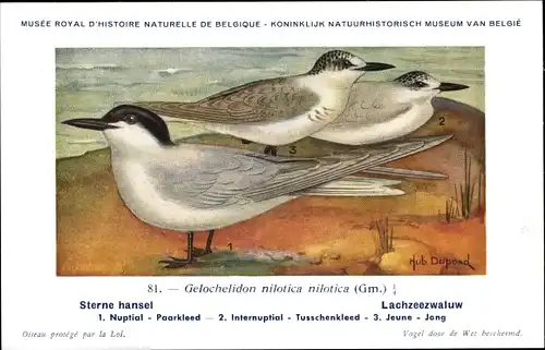 Künstler Ak Dupond, Hub., Sterne hansel, Lachzeezwaluw, Nr. 81