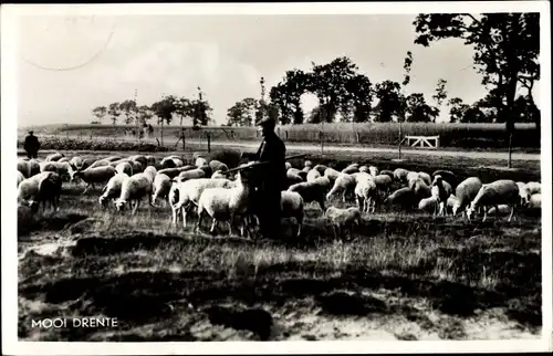 Ak Mooi Drenthe Niederlande, Schäfer mit Schafherde