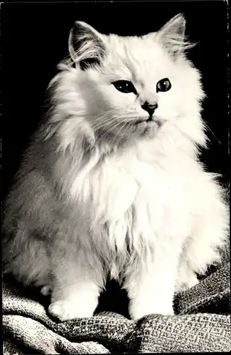 Ak Weiße Katze mit langem Fell