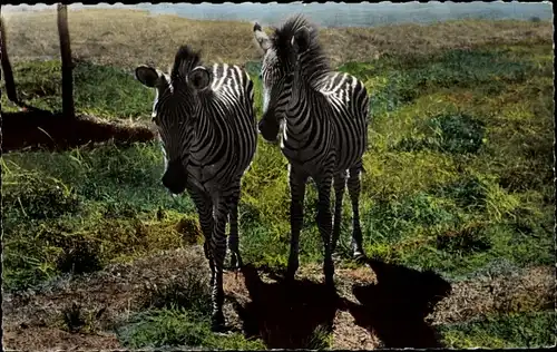 Ak Bildnis zweier Zebras