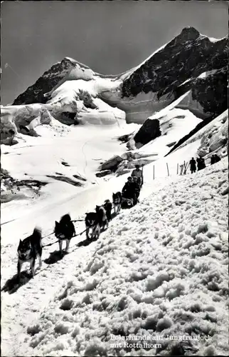 Ak Kanton Bern, Polarhunde, Jungfraujoch, Rottalhorn