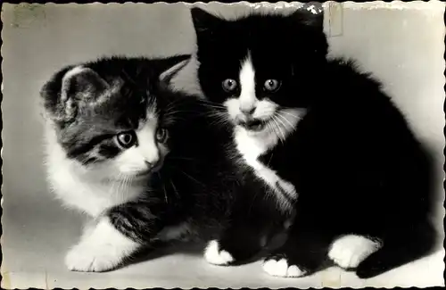 Foto Ak Zwei junge Katzen, Sitzend