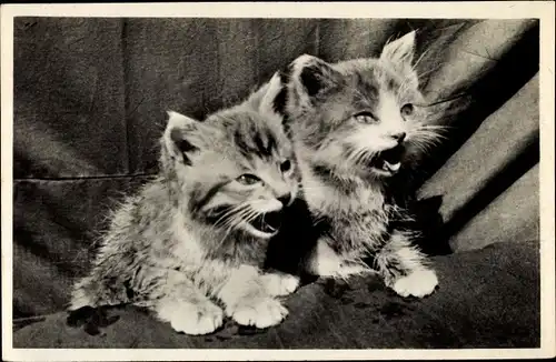 Ak Zwei junge Katzen, Miauend