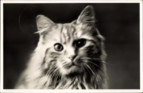 Ak Porträt einer Katze