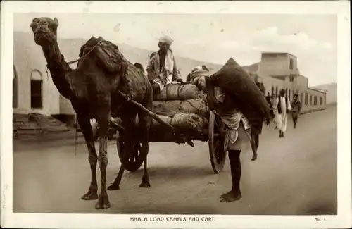 Ak Maala load Camels and Cart, Algerien, Transport, Kamel