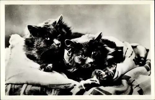 Ak 2 junge Katzen, liegend