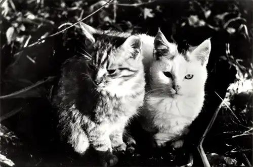 Ak 2 junge Katzen im Grase