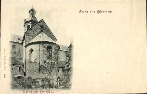 Ak Hildesheim in Niedersachsen,  1000 jähriger Rosenstock