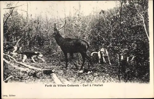 Ak Forêt de Villers Cotterêts Aisne, Cerf à l'Hallali, Hunde stellen Rotwild