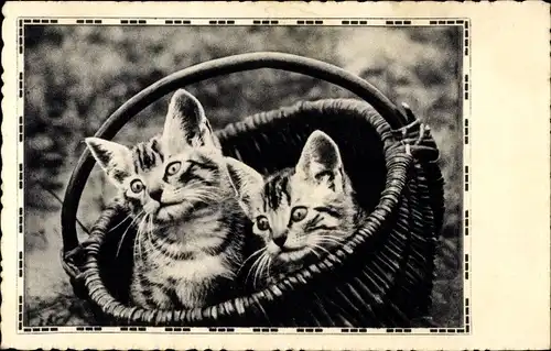 Ak 2 junge Katzen, in einem Korb sitzend