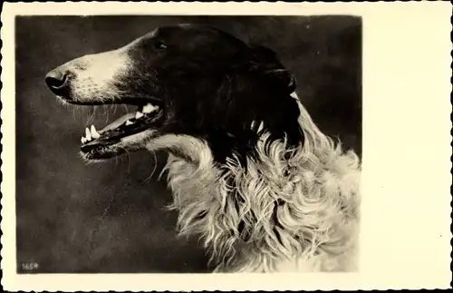 Ak Seitenportrait Windhund