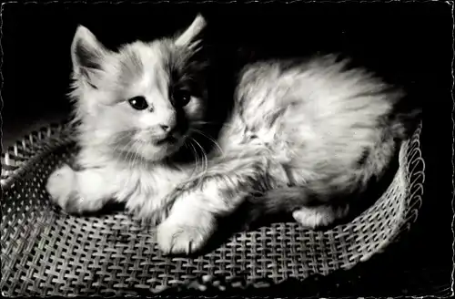 Ak Junge Katze, liegend