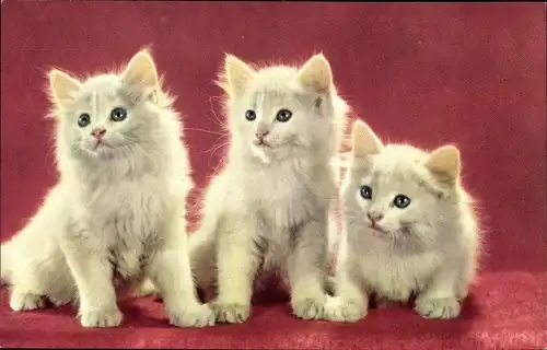 Ak 3 junge Katzen sitzend