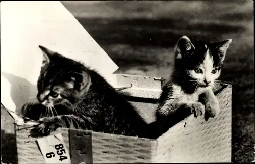 Ak 2 junge Katzen, in einem Korb sitzend