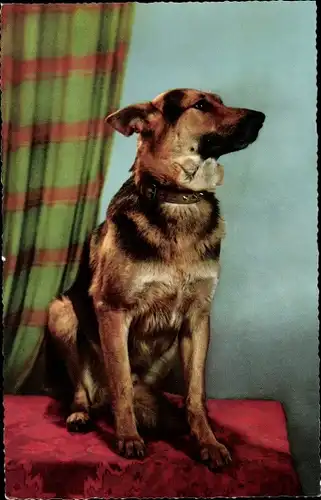 Ak Deutscher Schäferhund, Portrait