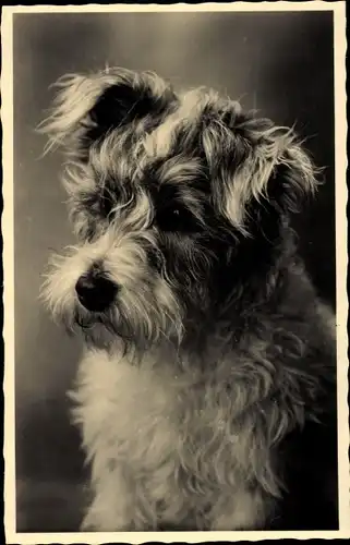 Ak Terrier Hund, Portrait