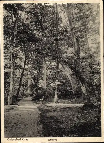 Ak Ostseebad Graal Müritz, Waldweg