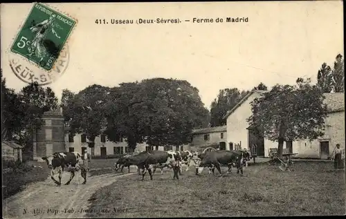 Ak Usseau Deux-Sèvres, Ferme de Madrid, Vaches