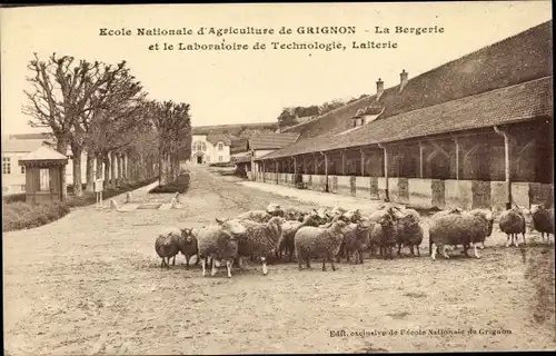 Ak Thiverval Grignon Yvelines, École Nationale d´Agriculture, La Bergerie, La Laiterie, Moutons