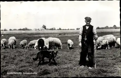 Ak Schoonoord Drenthe Niederlande, Schaapskudde, Schafhirte, Schafe, Hund