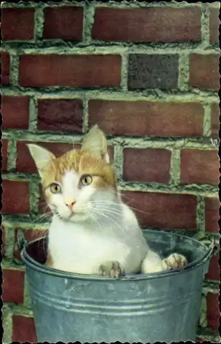 Ak Orange weiße Katze in einem Wassereimer