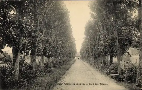 Ak Boiscommun Loiret, Mail des Tilleuls