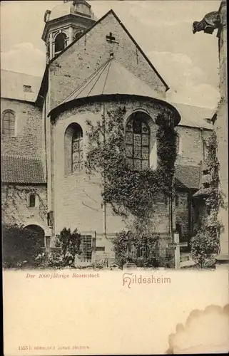 Ak Hildesheim in Niedersachsen, 1000 jährige Rosenstock