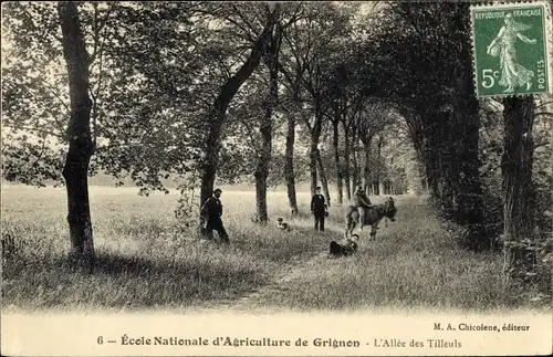 Ak Thiverval Grignon Yvelines, L'Allée des Tilleuls, École Nationale d'Agriculture