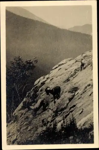 Ak Steinböcke im Gebirge