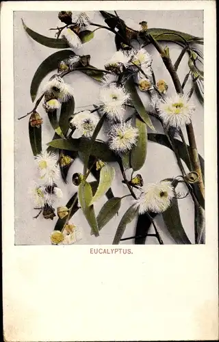 Ak Eucalyptus in Blüte