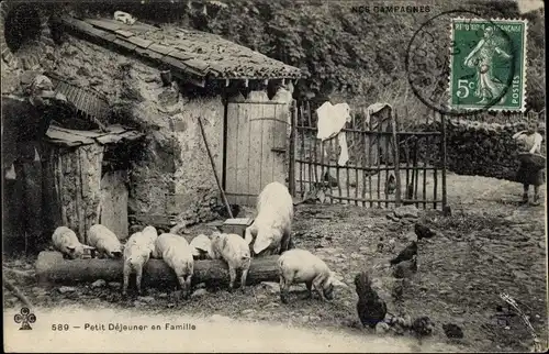 Ak Petit Dejeuner en Famille, Schweine am Futtertrog