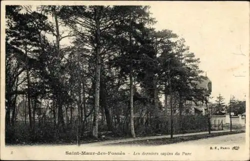 Ak Saint Maur des Fossés Val de Marne, Les derniers sapins du Parc