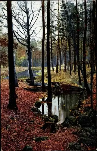 Ak Photochromie, Nenke und Ostermaier 187 3222, Flusspartie in einem Wald, Herbstlaub
