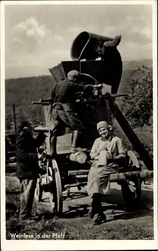 Ak Weinlese in der Pfalz, Winzer