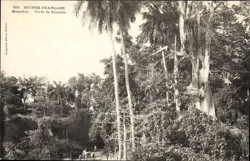 Ak Conakry Konakry Guinea, Forêt de Toumbo