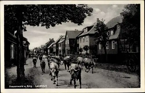 Ak Frauenwald am Rennsteig Ilmenau in Thüringen, Viehtrieb durch den Ort, Landidyll