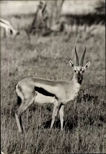 Ak Thomson Gazelle